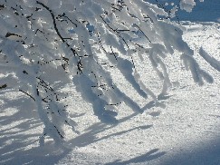 Zieleniec 2003